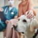 CMA presses forward with full investigation into vets market